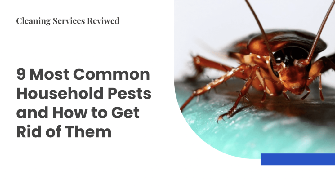 Most Common Household Pests and How To Get Rid of Them