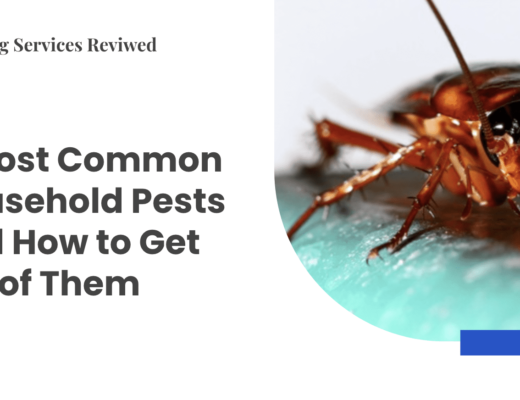 Most Common Household Pests and How To Get Rid of Them