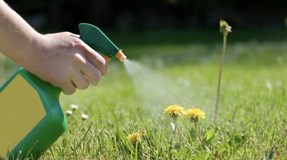 Spot-treat lawn weeds