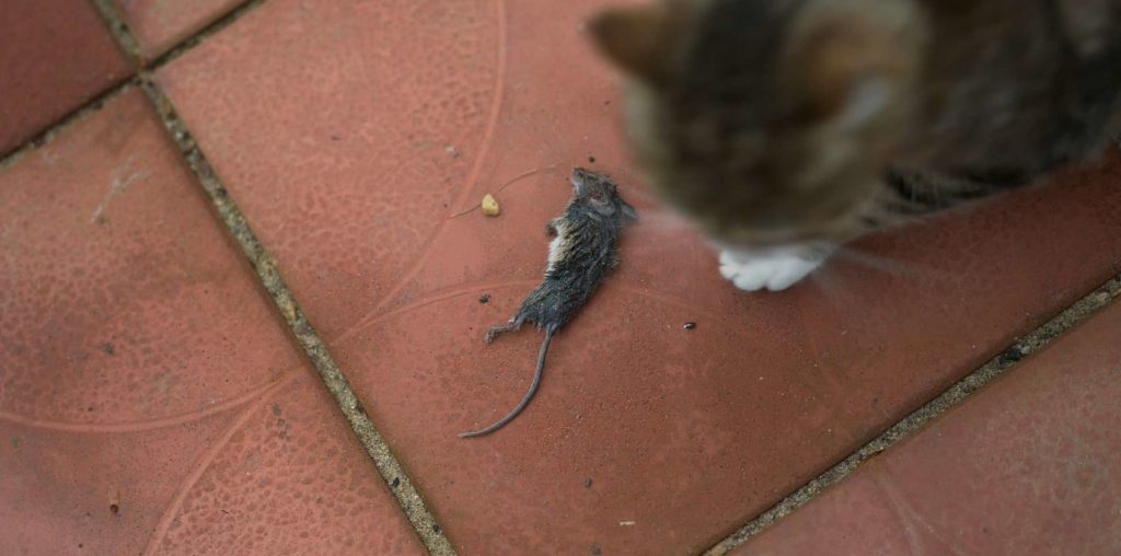 How do I dispose of the dead mouse