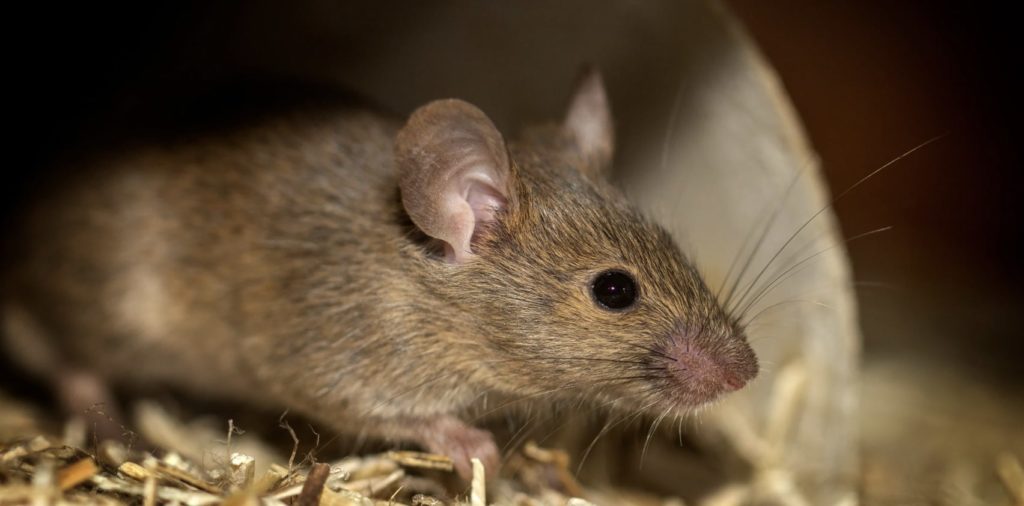 How do I locate a dead mouse
