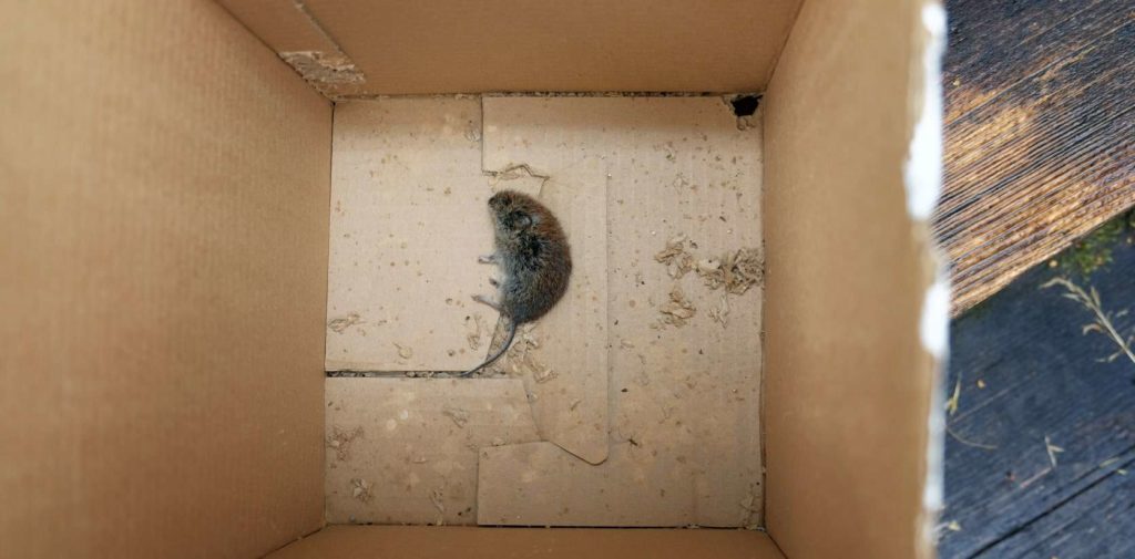 How do I remove dead mouse smell from the house