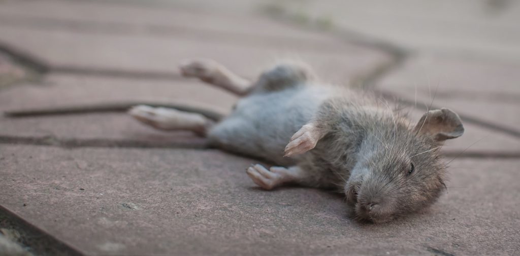 What does a dead mouse smell like